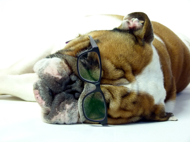 édes és vicces angol bulldog - Fotó, kép