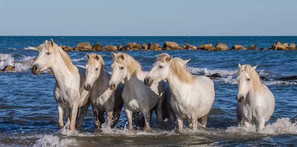 Білий Камаргу коней
 - Фото, зображення