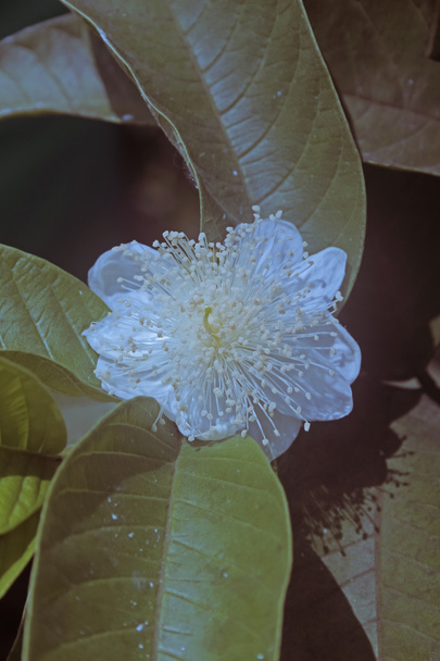 Квітка Гуава, Амруд, Psidium guajava, Індія - Фото, зображення