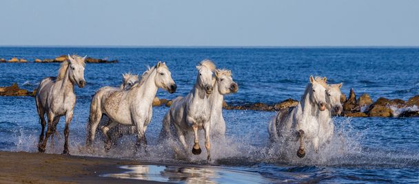 Horses galloping along the sea - Photo, Image