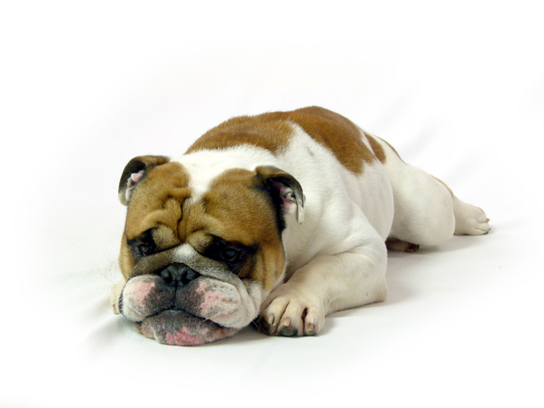 lief en grappig Engels bulldog - Foto, afbeelding
