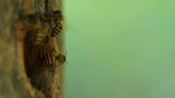 бджола вилітає з входу
 - Кадри, відео