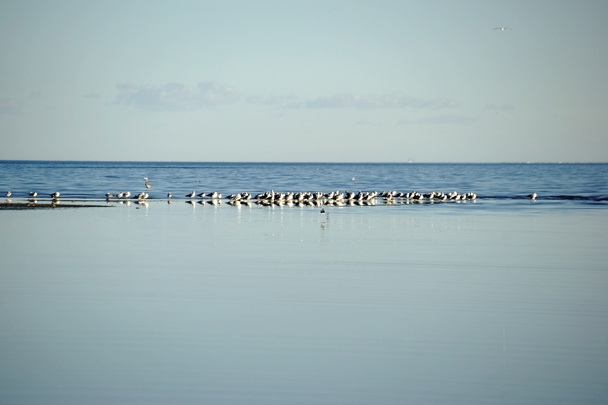 Stada ptaków w Salton Sea - Zdjęcie, obraz