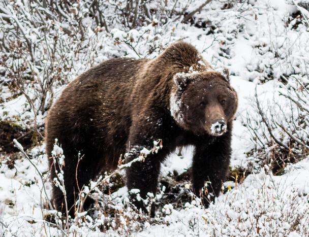 Velký samec medvěd grizzly - Fotografie, Obrázek