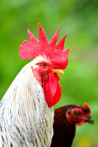 Close Up Retrato de uma galinha doméstica do Sri Lanka
 - Foto, Imagem