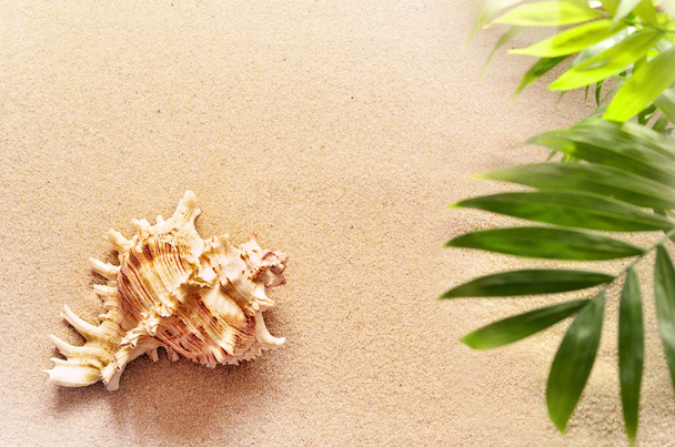Seashell en palm op een zandstrand.  - Foto, afbeelding