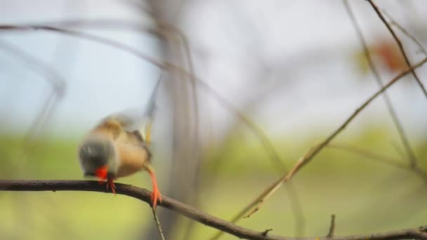 Gouldian finch (Erythrura gouldiae) - Footage, Video