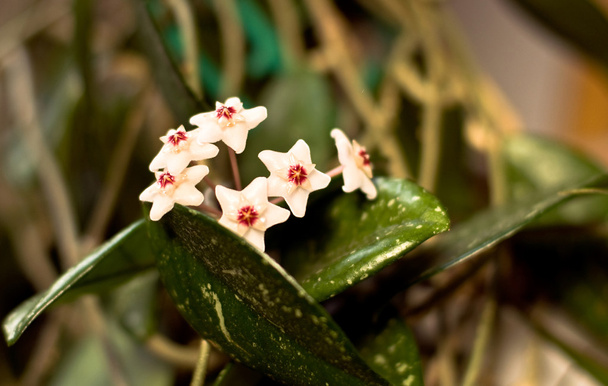 Hoya carnosa (waxflower) - Fotó, kép