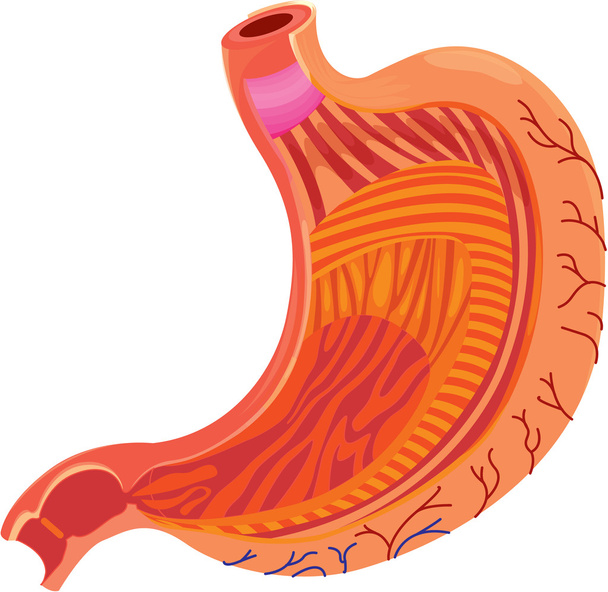 胃 - ベクター画像