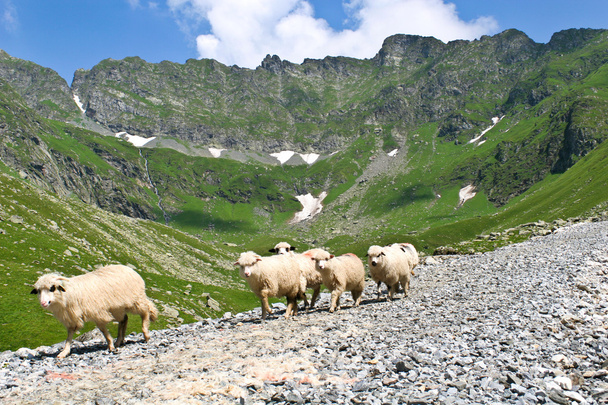 dağ koyunu - Fotoğraf, Görsel