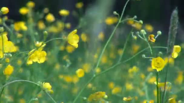 kleine gele bloemen op een wilde weide zwaaiend in de wind - Video