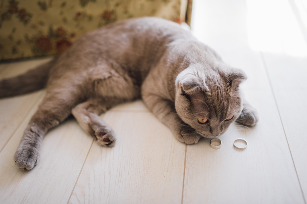 Милая серая британская короткошерстная кошка лежит на полу и нюхает обручальные кольца
 - Фото, изображение