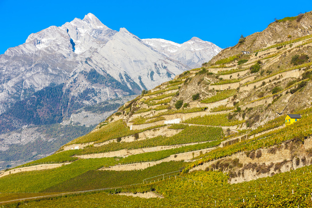 Viñedos en la región de Sion, cantón Valais
 - Foto, imagen
