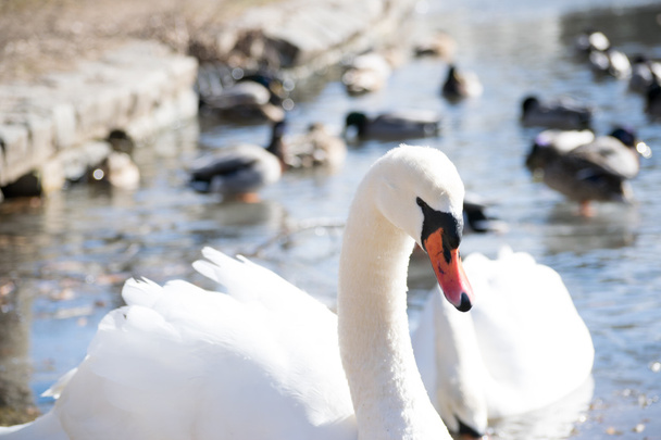 Swan κάνει επαφή με τα μάτια - Φωτογραφία, εικόνα