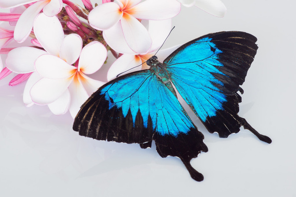 Papilio ulysses on frangipani - Фото, зображення