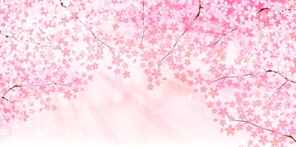 Fondo de flor de primavera de cereza
 - Vector, Imagen