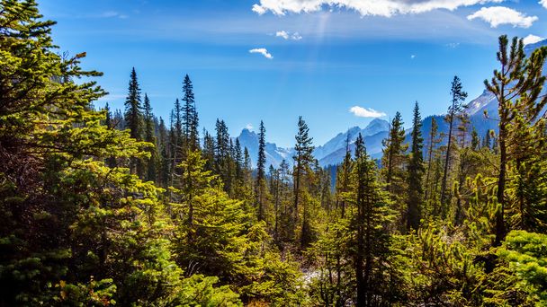 山の峰とロッキー山脈のヨーホー国立公園内の森林 - 写真・画像
