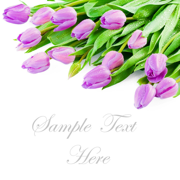 Pink Tulips - Valokuva, kuva