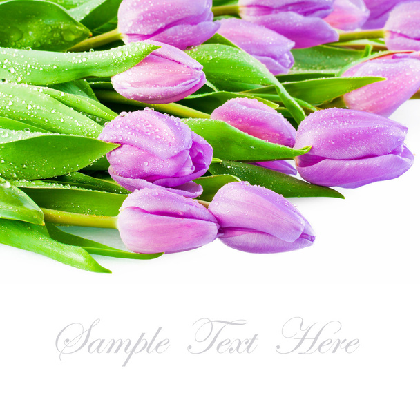 Pink Tulips - Foto, immagini