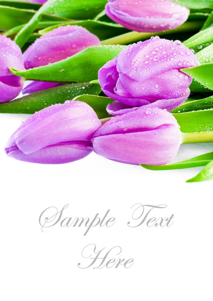рожеві тюльпани
 - Фото, зображення
