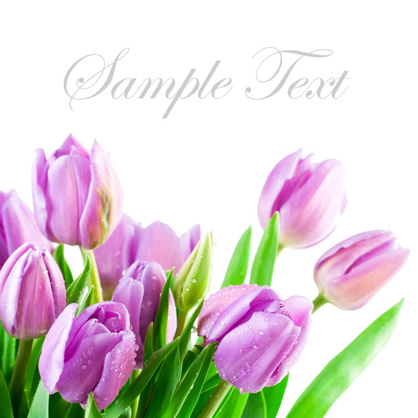 Pink Tulips - Zdjęcie, obraz