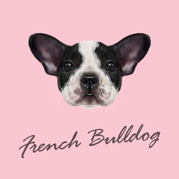 Chiot bulldog français
 - Vecteur, image