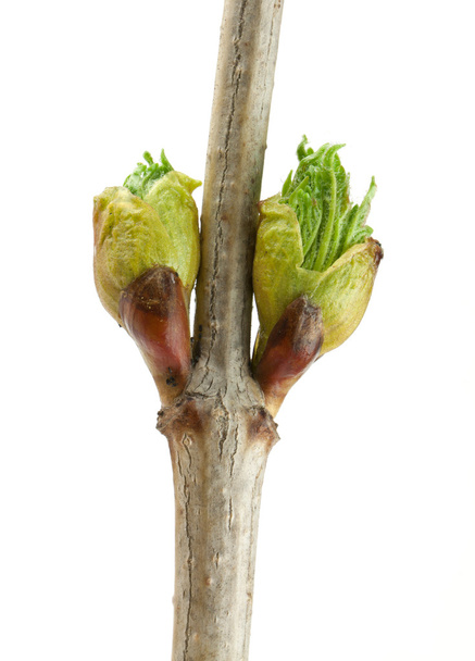 Buds no ramo
 - Foto, Imagem