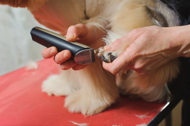 Dog paw grooming - Fotoğraf, Görsel