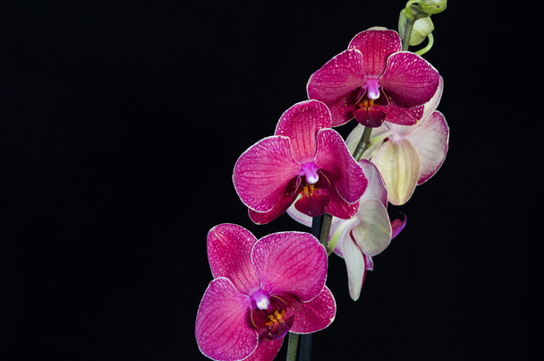 Siyah arkaplanda orkide çiçeği - Fotoğraf, Görsel