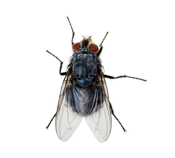 έντομο που απομονώνονται σε λευκό - Φωτογραφία, εικόνα
