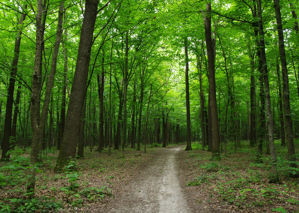 Fák a zöld erdőben - Fotó, kép