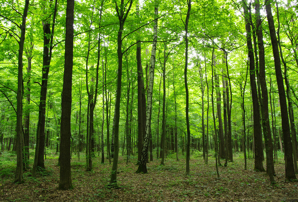 Stromy v zeleném lese - Fotografie, Obrázek