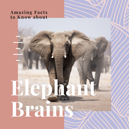 Wild elephants in natural habitat Instagram Modelo de Design