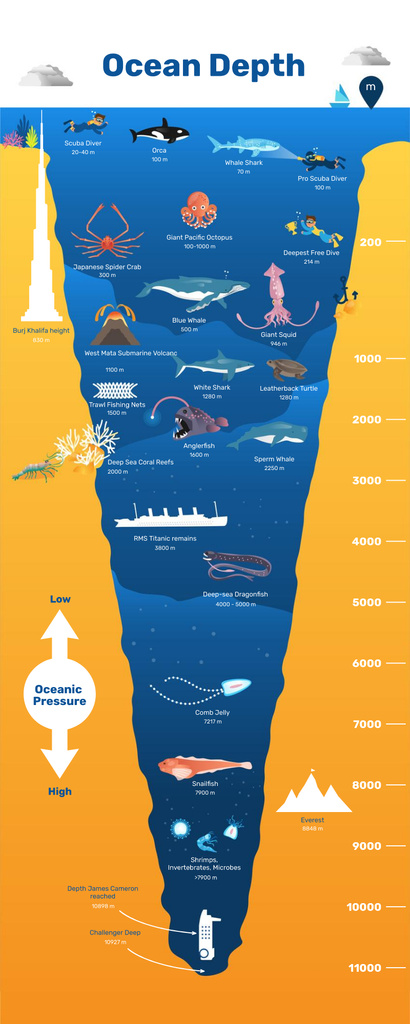 Education infographics about Ocean Depth Infographic – шаблон для дизайну