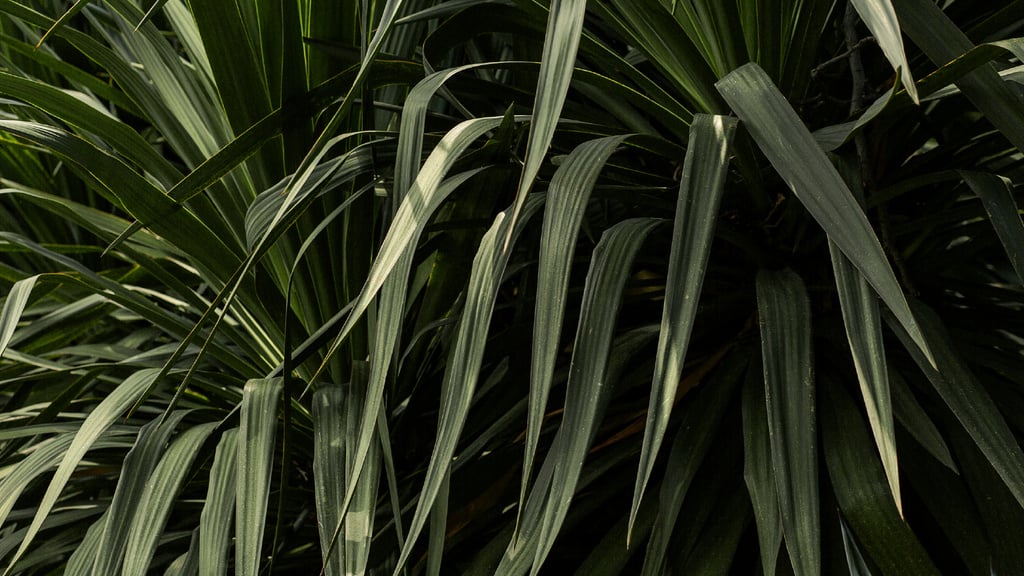 Green plant Leaves Zoom Background – шаблон для дизайну