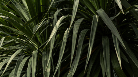 Ontwerpsjabloon van Zoom Background van Green plant Leaves