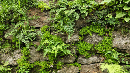 Old stones with fern greens Zoom Background Design Template