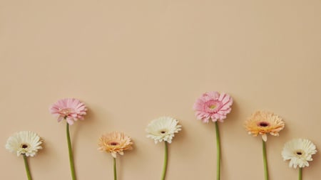 Modèle de visuel Gerbera Flowers border - Zoom Background