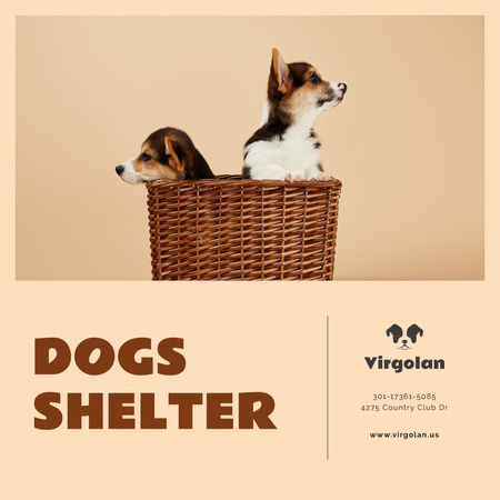 Pet Shelter Promotion Puppies in Basket Instagram AD tervezősablon