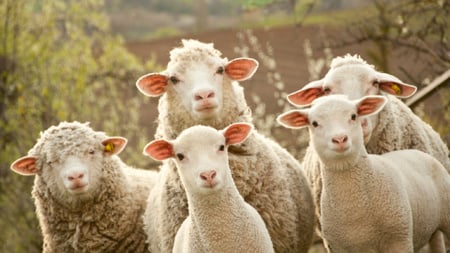 Cute Sheep on Farm Zoom Background Modelo de Design
