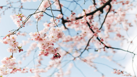 Beautiful Spring cherry blossom Zoom Background – шаблон для дизайну