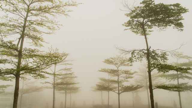 Platilla de diseño Foggy Forest Trees Zoom Background