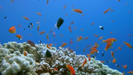 gyönyörű korallok és halak a tengerben Zoom Background tervezősablon