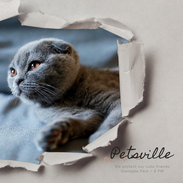 Pet Care Scottish Fold Cat in Torn Paper Frame Animated Post Modelo de Design