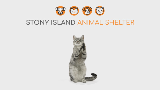 Animal Shelter Ad Cute Grey Cat Playing Full HD video Tasarım Şablonu