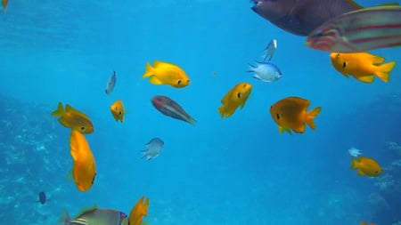 Modèle de visuel Poissons et coraux sous l'eau - Zoom Background