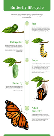 Modèle de visuel Processus d'infographie sur le cycle de vie du papillon - Infographic