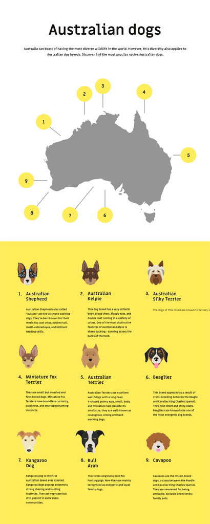 Informational infographics about Australian dogs Infographicデザインテンプレート