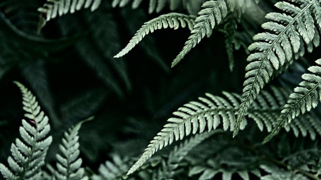 Platilla de diseño Green fern Leaves frame Zoom Background