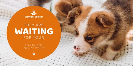 Animal Shelter Promotion with Cute Puppies Twitter Design Template
